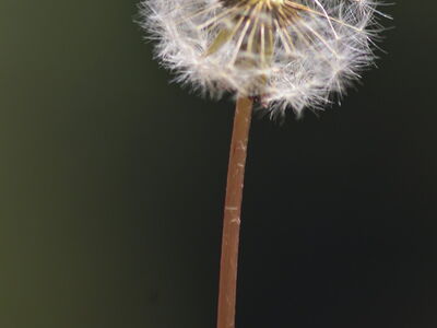 Pusteblume